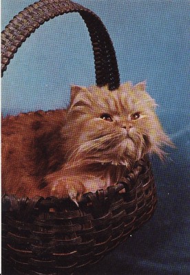 Carte postala -tema pisici foto