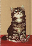 Carte postala -tema pisici, Necirculata, Printata