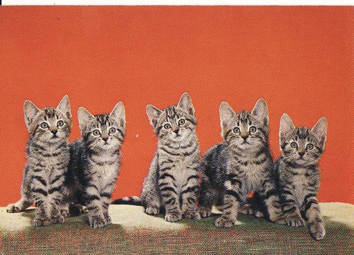 Carte postala -tema pisici