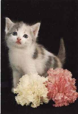 Carte postala -tema pisici foto