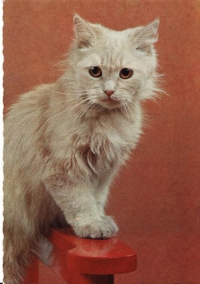 Carte postala -tema pisici foto