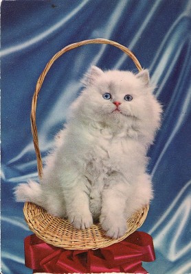 Carte postala -tema pisici foto