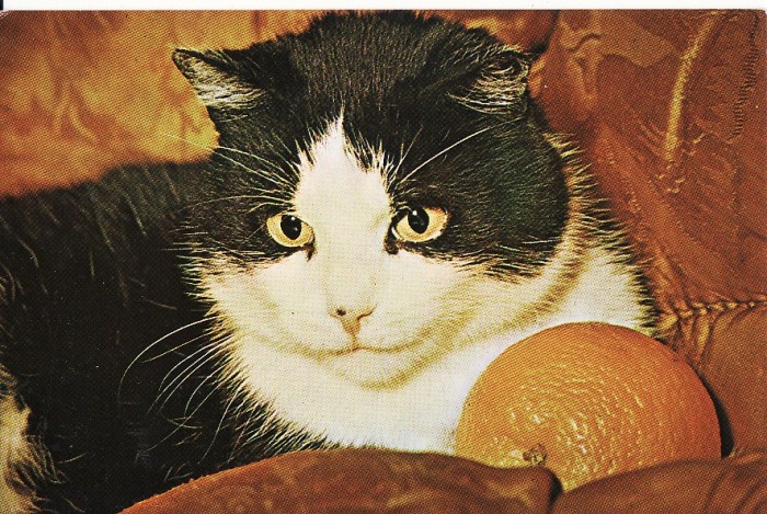Carte postala -tema pisici