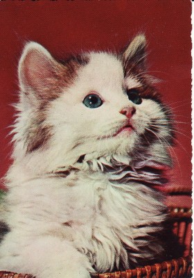 Carte postala -tema pisici foto