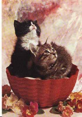 Carte postala -tema pisici foto