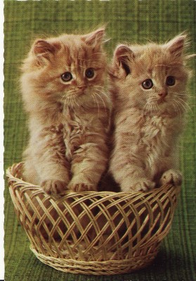 Carte postala -tema pisici foto