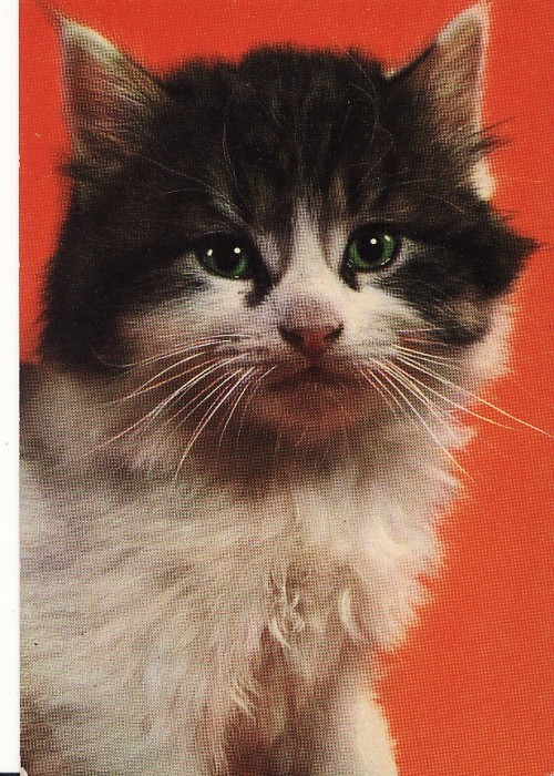 Carte postala -tema pisici