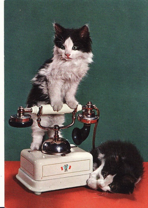 Carte postala -tema pisici