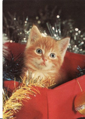 Carte postala -tema pisici foto