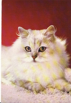 Carte postala -tema pisici foto