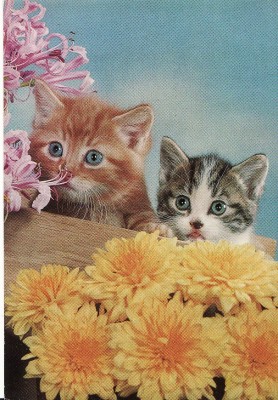 Carte postala -tema pisici foto