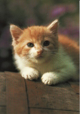 Carte postala -tema pisici foto