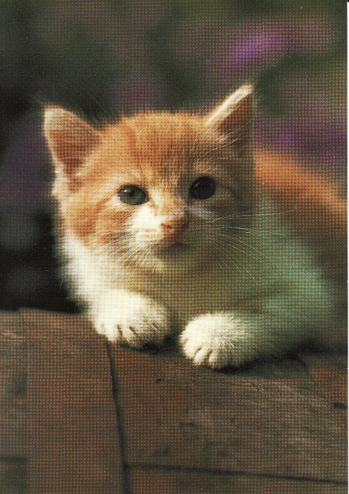 Carte postala -tema pisici