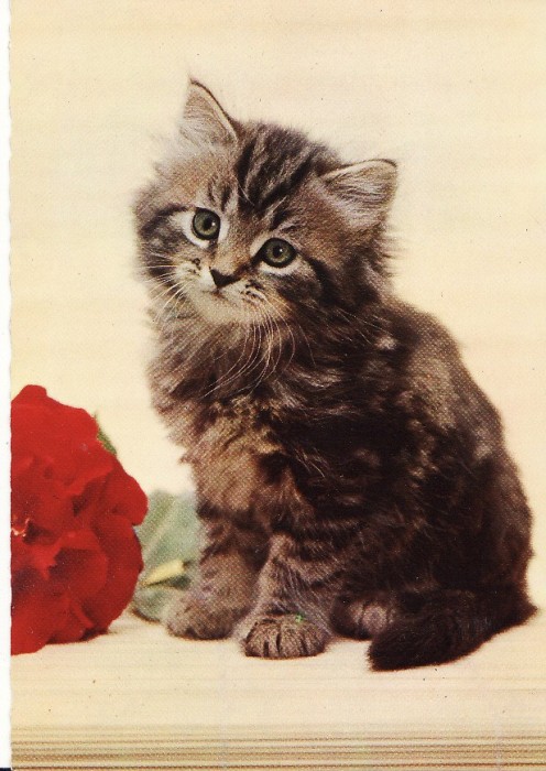 Carte postala -tema pisici