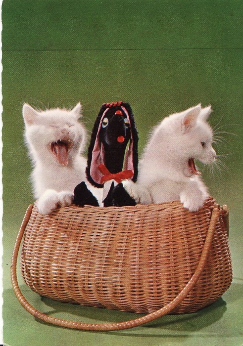 Carte postala -tema pisici