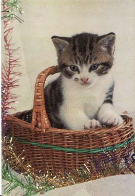 Carte postala -tema pisici foto