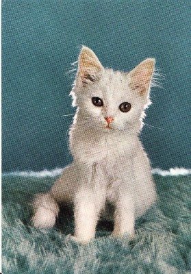 Carte postala -tema pisici foto