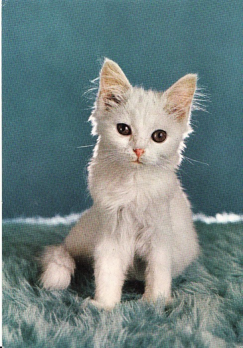 Carte postala -tema pisici