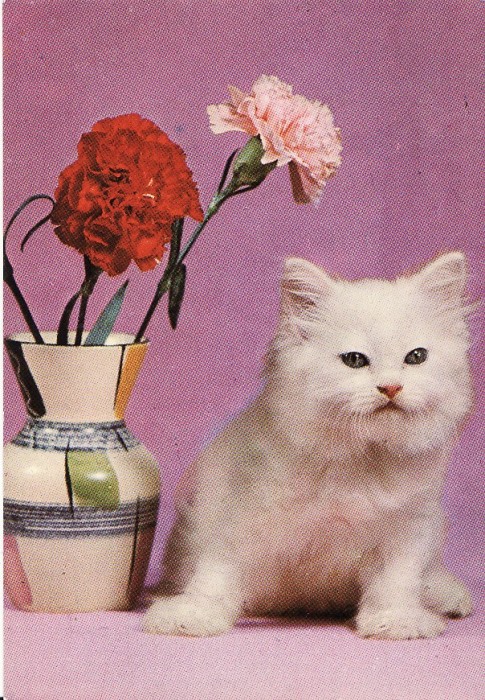 Carte postala -tema pisici