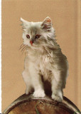 Carte postala -tema pisici, Europa, Necirculata, Printata