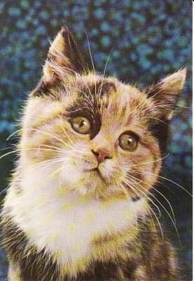 Carte postala -tema pisici foto