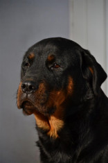 Rottweiler de vanzare catei deosebiti !!! foto