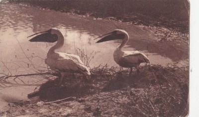 B76172 Delta Dunarii Pelicani Pelicans Danube Delta foto