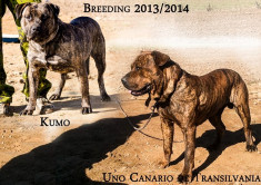 catei Presa Dogo Canario ocazie foto