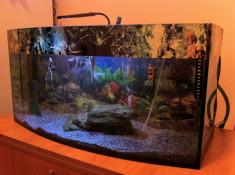 ACVARIU 90 LITRI CU FATA CURBATA 80 CM X 40 CM INALTIME SI 27 CM LATIME+ FILTRU EXTERN EHEIM +5 SCALARI MARI CAT PALMA +ACESORI DIVERSE foto