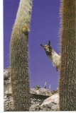 CPI (B3707) BOLIVIA, LAMAINTRE CACTUSI, EDITURA LONELY PLANET PUBLICATIONS, DIM: 17X11 cm, America Centrala si de Sud, Necirculata, Fotografie