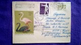 Plic circulat Recomandat + timbre CCP - Motiv fauna - pasari - Intreg postal