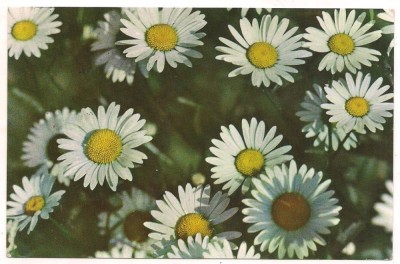 carte postala(marca fixa)-FLORI -margarete foto