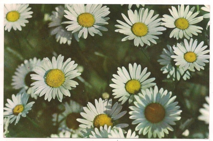carte postala(marca fixa)-FLORI -margarete