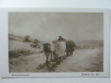 15 - GRIGORESCU - CARUL CU BOI - REPRODUCERE DE ARTA - SEPIA - PERIOADA INTERBELICA