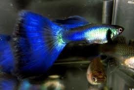 Guppy Blue Moscow-masculi foto mare Guppy Blue Moscow-masculi foto mare