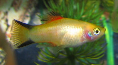 Pesti de acvariu *Platy* foto