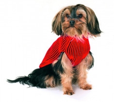 Haina caine, Karlie Dog pullover, 50 cm, rosu cu dungi negre foto