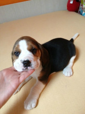 Catelusi Beagle cu pedigree!Foarte draglasi! Oferta unica! foto