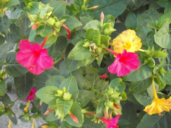 Seminte de minunea peruului (Mirabilis jalapa) (50 seminte) foto mare Seminte de minunea peruului (Mirabilis jalapa) (50 seminte) foto mare