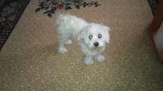 Catel bichon maltez foto