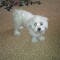 Catel bichon maltez