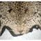 Blana de jaguar Africa de sud