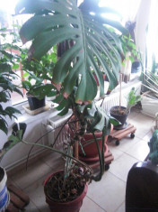 Philodendron foto