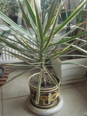 Dracena foto