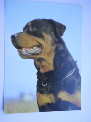 HOPCT 1856 Germania-Caine Rottweiler/ LOT CAINI [ NECIRCULATA ] foto