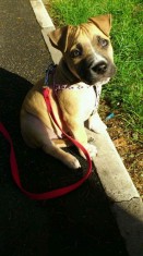 pui amstaff 3 LUNI foto