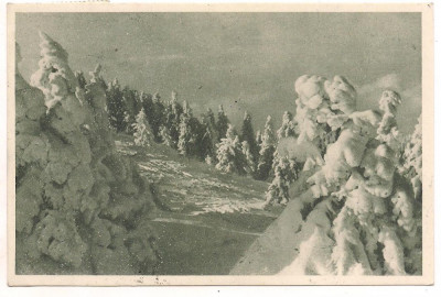 carte postala- BUCEGI-Peisaj de iarna foto