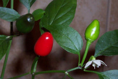 Seminte chili (ardei iute) &amp;quot; Shata Baladi &amp;quot; - soi pretios foto