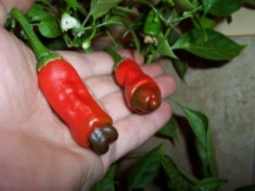 Seminte ardei iute chili &amp;quot; Peter&amp;#039;s Pepper &amp;quot; - cel mai haios soi - raritate foto