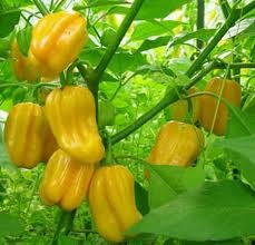 Seminte ardei iute chilli &amp;quot; Habanero Yellow &amp;quot; - Foarte Iute foto